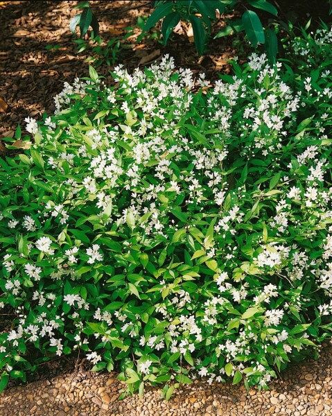 Deutzia gracilis Nikko