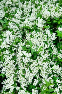 Deutzia gracilis Nikko