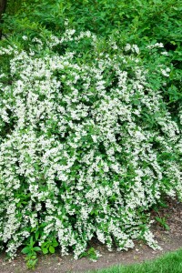 Deutzia gracilis Nikko