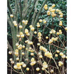 Edgeworthia chrysantha Winter Liebe