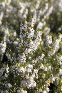 Erica x darleyensis White Spring Surprise