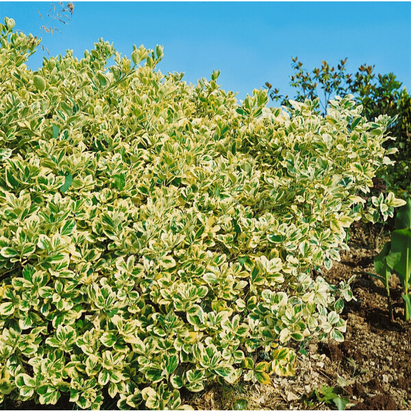 Euonymus japonicus President Gauthier