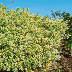 Euonymus japonicus President Gauthier