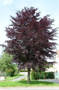 Rote Buche Fagus sylvatica Atropunicea im Herbstlaub