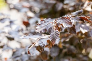 Fagus sylvatica Atropunicea