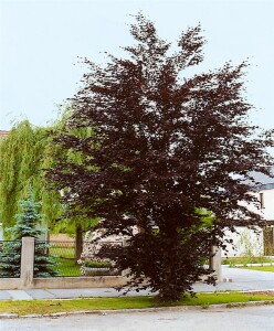 Fagus sylvatica Atropunicea