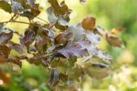 Nahaufnahme der Blätter von Fagus sylvatica Atropunicea