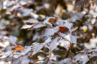 Fagus sylvatica Atropunicea im Garten mit rotem Laub