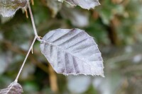 Fagus sylvatica Atropunicea