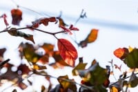 Fagus sylvatica Atropunicea