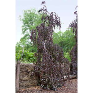 Fagus sylvatica Purple Fountain