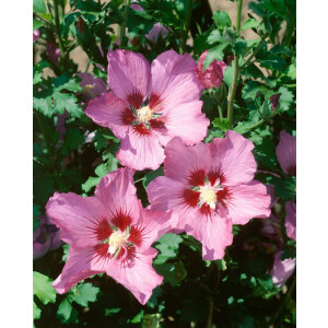 Hibiscus syriacus Walberton´s Rose Moon
