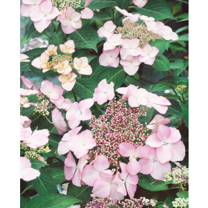 Hydrangea macrophylla Blaumeise rosa