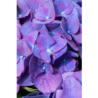 Hydrangea macrophylla Jip Blue
