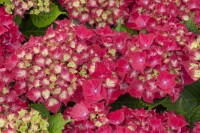 Hydrangea macrophylla Royal Red