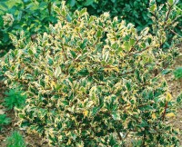 Ilex aquifolium Ferox Argentea