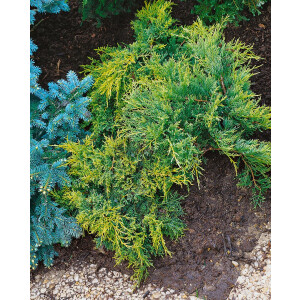 Juniperus chinensis Blue and Gold