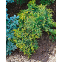 Juniperus chinensis Blue and Gold