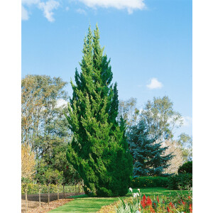Juniperus chinensis Keteleeri