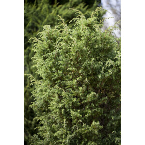 Juniperus communis Bruns