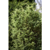 Juniperus communis Bruns