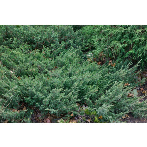 Juniperus communis Hornibrookii