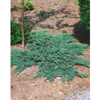 Juniperus communis Hornibrookii