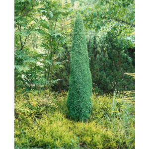 Juniperus communis Sentinel