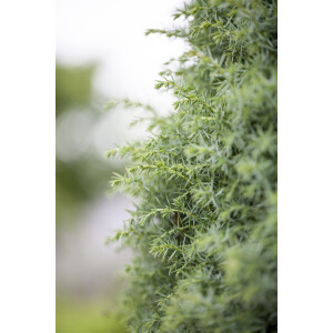 Juniperus communis Sieben Steinh&auml;user