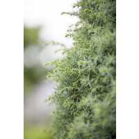 Juniperus communis Sieben Steinhäuser