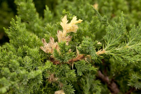 Juniperus conferta Golden Wings