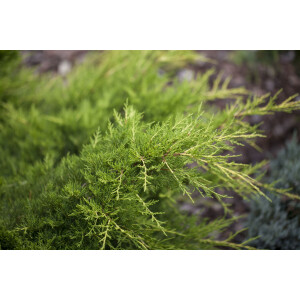 Juniperus pfitzeriana Gold Coast