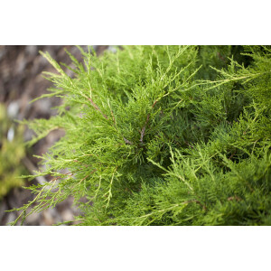 Juniperus pfitzeriana Gold Coast