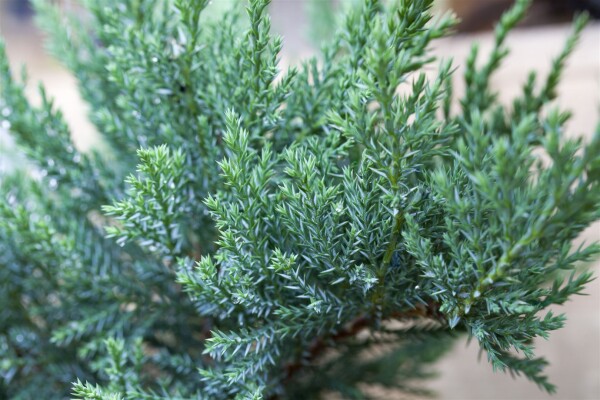 Juniperus sabina Tam No Blight