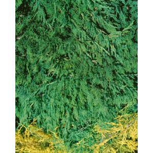 Juniperus sabina Tam No Blight