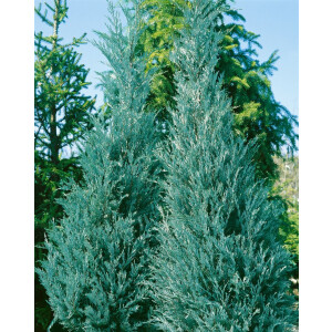 Juniperus virginiana Burkii