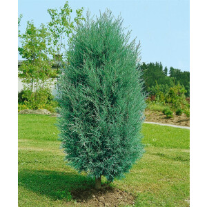 Juniperus virginiana Burkii