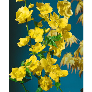 Kerria japonica Golden Guinea