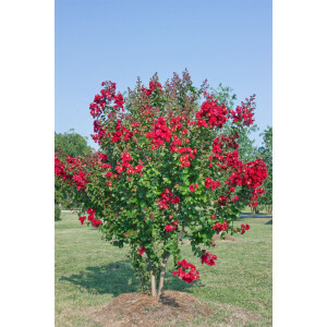 Lagerstroemia indica Dynamite