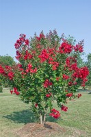 Lagerstroemia indica Dynamite
