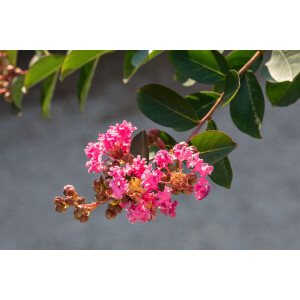 Lagerstroemia indica Rhapsody in Pink