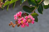 Lagerstroemia indica Rhapsody in Pink