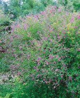 Lespedeza bicolor Summer Beauty