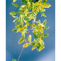 Lonicera japonica Aureoreticulata