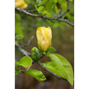 Magnolia brooklynensis Elizabeth