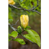 Magnolia brooklynensis Elizabeth