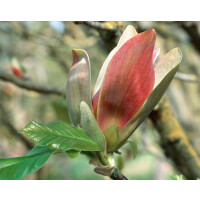 Magnolia brooklynensis Woodsman
