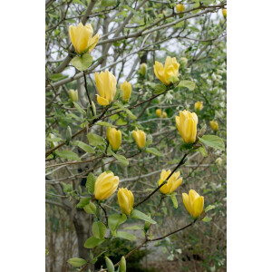 Magnolia brooklynensis Yellow Bird