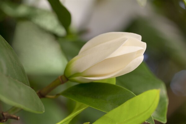 Magnolia Fairy Cream