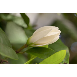 Magnolia Fairy Cream